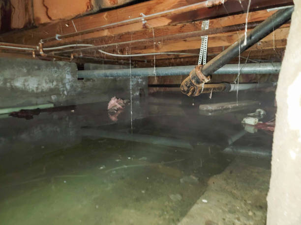 Best Local water damage restoration  in Brandon, FL