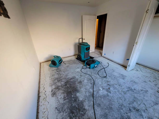 Best Basement water damage restoration  in Brandon, FL