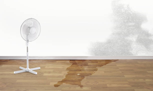 Best Water damage restoration specialists  in Brandon, FL